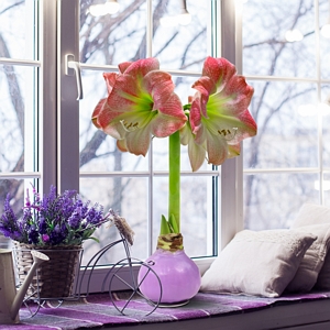 Amaryllis Lavender Apple Blossom Wax Dipped Bulb